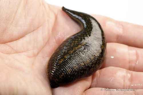 Giant Dracula Pet Leech –