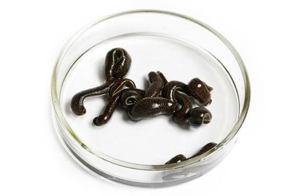 Leeches For Sale, United States